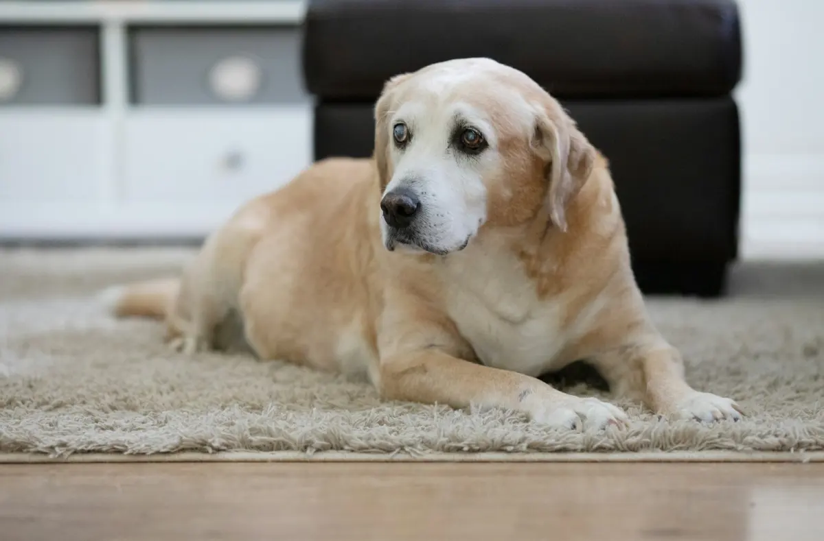 Stariji labrador bijele njuške odmara na tepihu